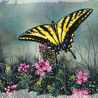 Swallowtail Butterfly F1