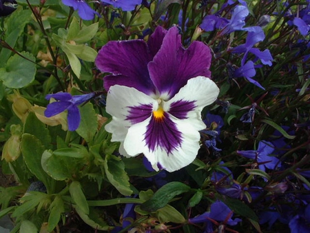 Purple Prize - flowers, garden, purple, blue