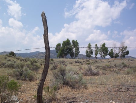 Along the Fenceline - sky, fence, clouds, trees, sagebrush, grass