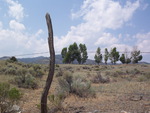 Along the Fenceline