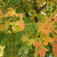 Colors of Autumn