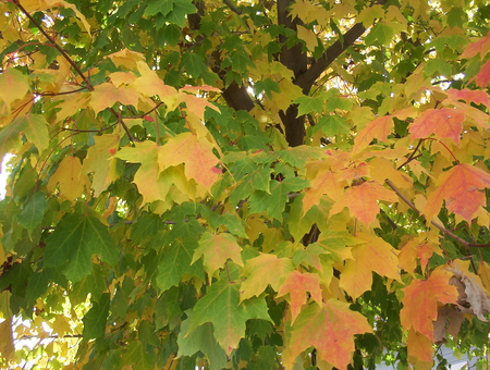 Colors of Autumn - autumn, leaves, orange, tree, color