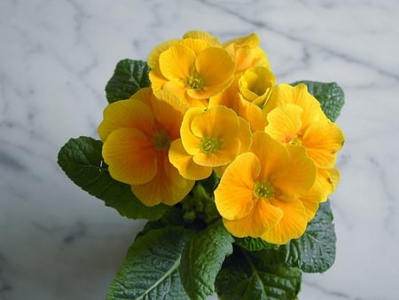 Yellow Radiance ! - radiant, flowers, yellow, vase