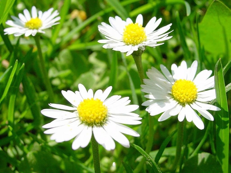 Spring Flowers - flowers, spring, white, beauties