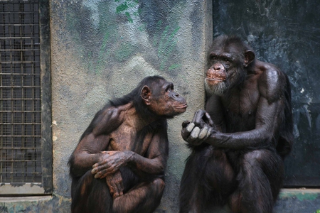 I'll tell you this- Us apes have got to stick together, if we are to survive - entertainment, apes, people, monkey, desktop