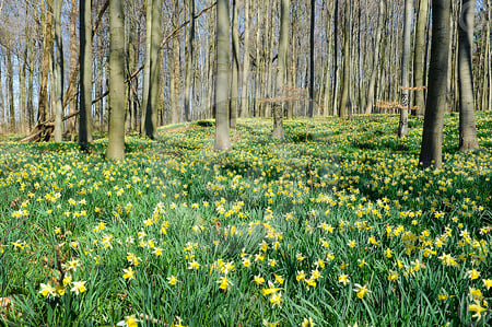 daffodils in the forest - forest, flowers, daffodils, nature, green