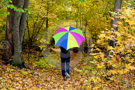 umbrella in the forest - forest, woods, umbrella, autumn