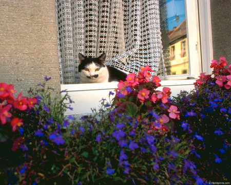 HITLER CAT - pretty, flowers, stting in a window sill, cat