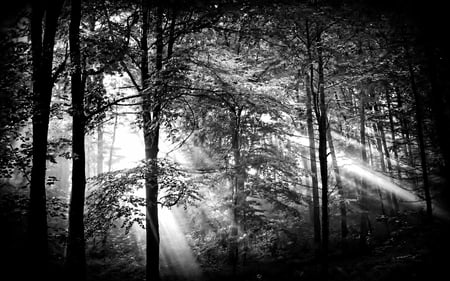 Bright Light - ray, nature, bw, beauty, forest, light