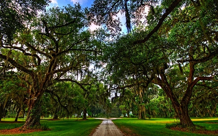 Straight ahead - path, trees, nature, beauty, forest, light