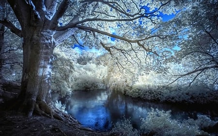 Relaxation - lake, trees, reflection, blue