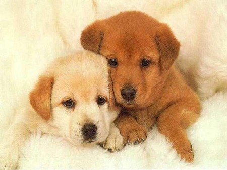 Friends and brothers - cute, animals, pups, sweet, wonderful together, labradors, brotherhood, forever, white, brown, dogs, friends, two, sunshine