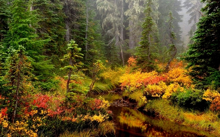 BEAUTIFUL FOREST - autumn, forest, river, pine, colors