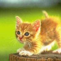 Kitten