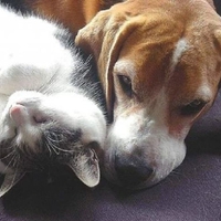 Sleeping cat and dog