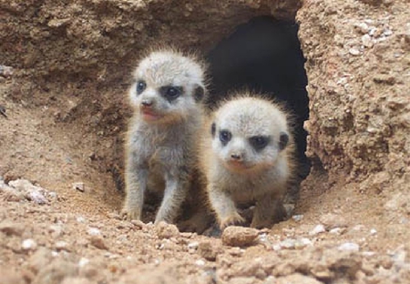 Meerkat children - meerkat children, cute meerkat, cute meerkat children, meerkat