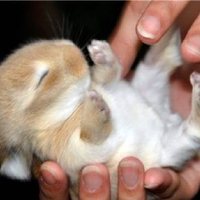 Cute bunny