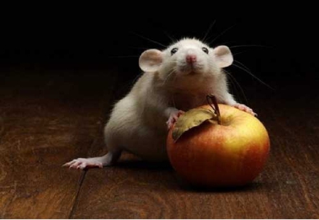 Rat with an apple - cute rat, rat, rat and apple, rat with an apple