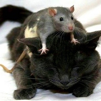 Cat and Rat