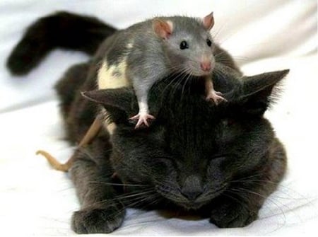 Cat and Rat