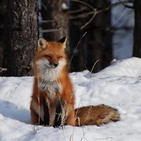 Fox in winter