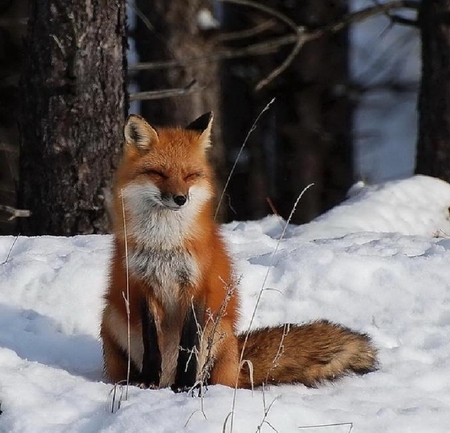 Fox in winter - fox in winter, cute fox, winter, fox