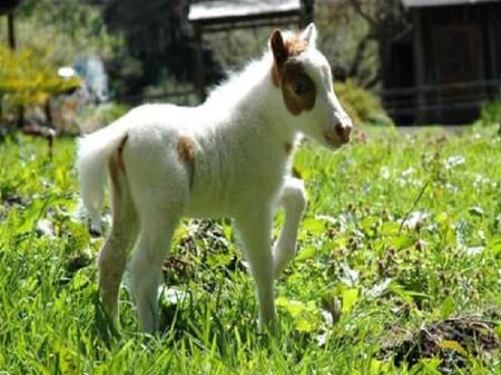 Horsey in field - horsey, horsey in field, horse in field, horse