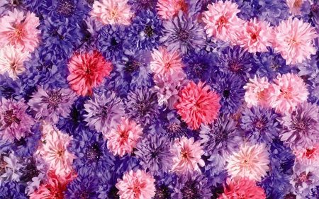 pretty flowers - flowers, pink, purple, red