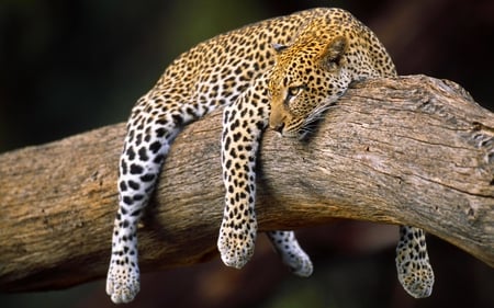 RELAXING BEAUTY - leopard, branch, relaxing, tree