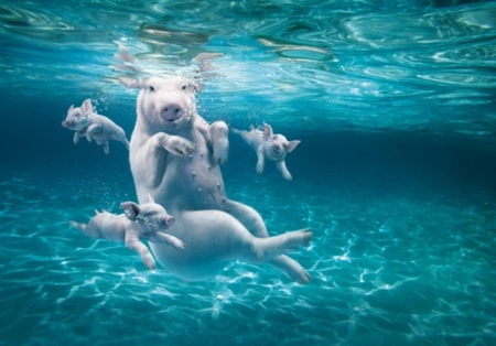 PIGS GO SWIMMING - pigs, water, swimming, rodents, pink, animals