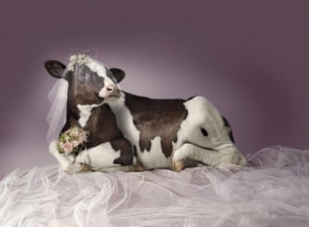 COW BRIDE - cow, bride, bovine, cattle, farmanimal