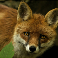 BEAUTIFUL RED FOX