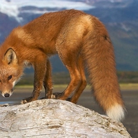 TIMMY THE RED FOX