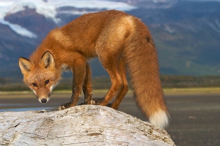 TIMMY THE RED FOX - furry, fox, red, canine, dog