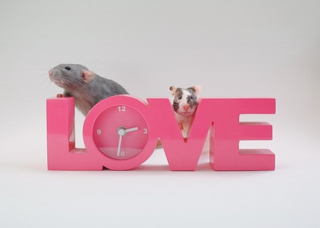 TIME 4 LOVE - love, rats, pink, rodents, clock