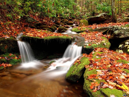 Forest River - water, forest river, forest, river