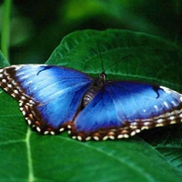 Blue butterfly