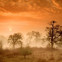 Orange field