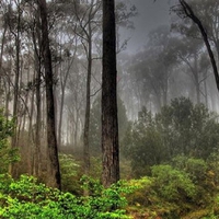 Foggy forest