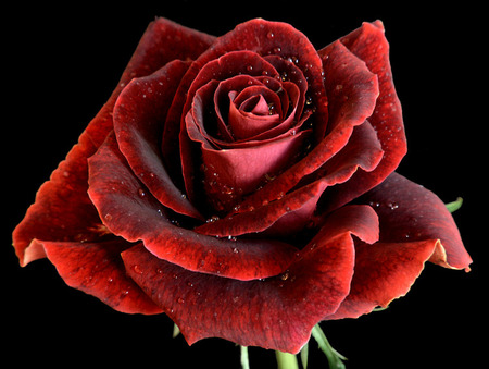 red rose indeed - black, rose, red, close up