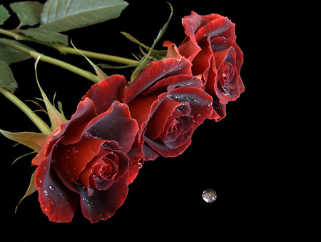 three red roses with a drop - close up, red, drop, rose, black