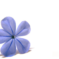 plumbago blue