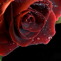 red rose with waterdrops