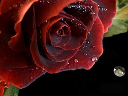 red rose with waterdrops - close up, red, drop, rose, black