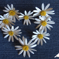 demin and daisies heart