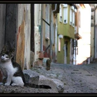 street cats