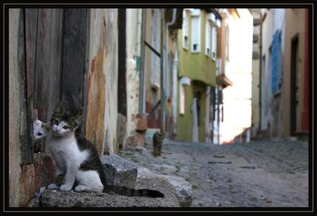 street cats - cats