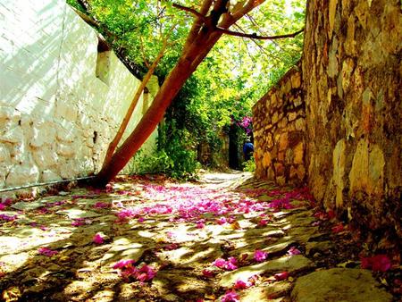 leaves - turkey