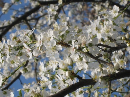 Spring again - season, flowers, spring