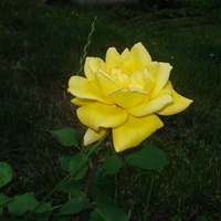 Yellow rose